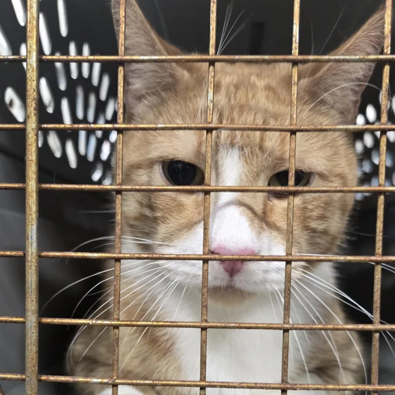 A baby large-sized male Orange / Red Domestic Short Hair cat named Palomo for adoption in Weimar, CA