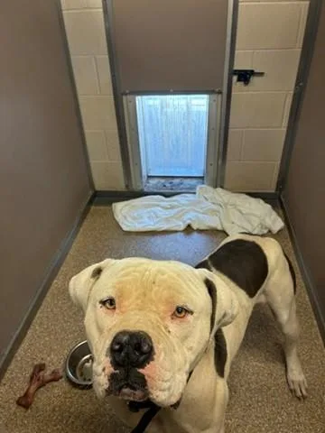 A young large-sized male American Bulldog dog named Tuff for adoption in Albuquerque, NM