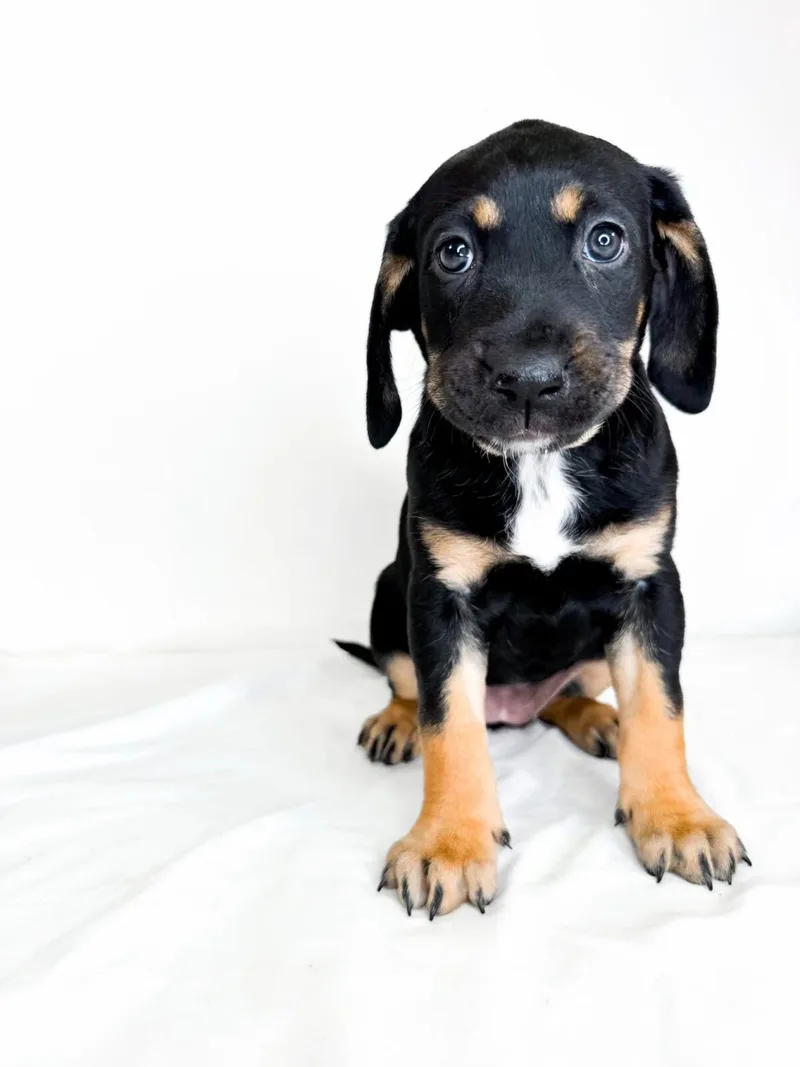A baby large-sized female Tricolor (Brown, Black, & White) Catahoula Leopard Dog dog named Carmen for adoption in Bixby, OK