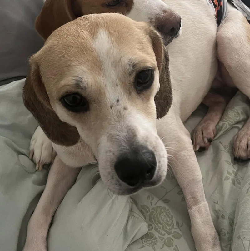 An adult medium-sized female Beagle dog named Chloe Grace for adoption in Tampa, FL