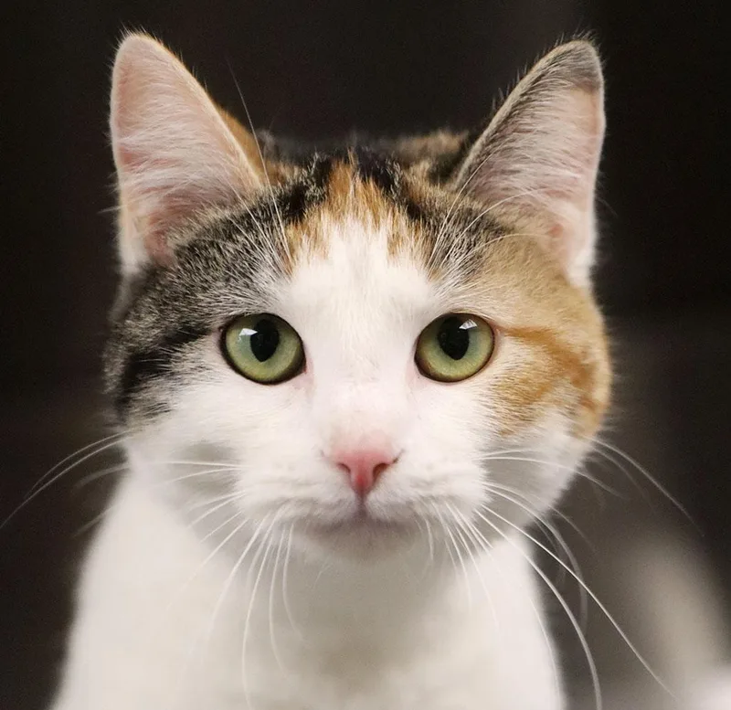 A young small-sized female Calico Domestic Short Hair cat named Clea for adoption in Kansas City, KS
