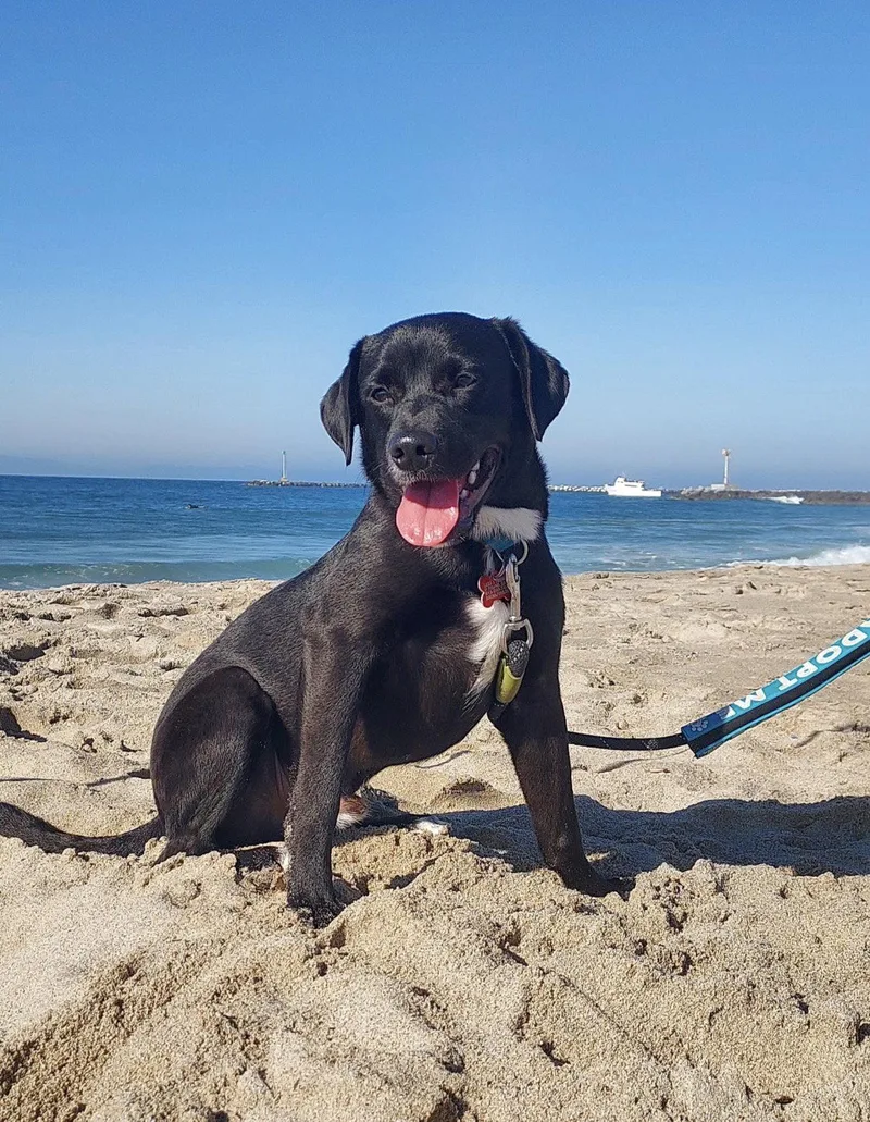 A young medium-sized male Labrador Retriever dog named Nick Wilde for adoption in San Diego, CA