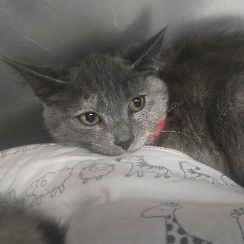 A baby small-sized female Domestic Short Hair cat named Missy for adoption in San Jacinto, CA