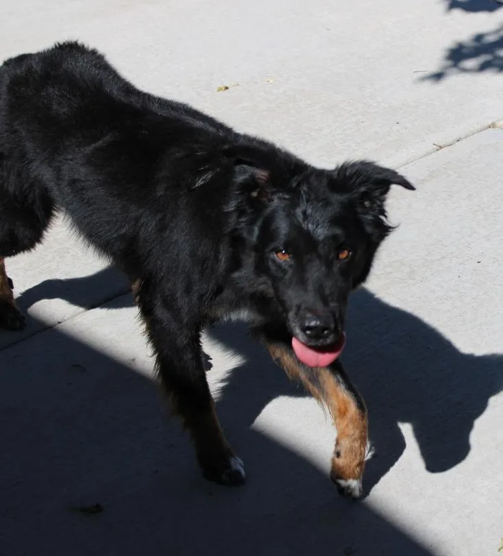 A senior medium-sized male Shepherd dog named Reeses for adoption in Twentynine Palms, CA