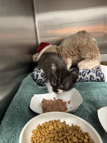 A baby small-sized female Domestic Short Hair cat named Ella for adoption in San Martin, CA