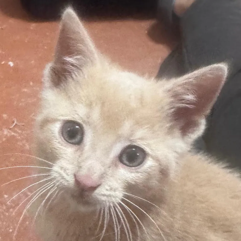 A baby small-sized male Buff / Tan / Fawn Domestic Medium Hair cat named Clarence for adoption in Monroe, MI