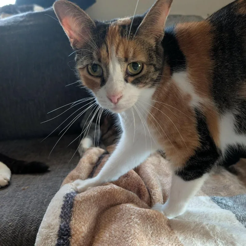An adult small-sized female Calico Domestic Short Hair cat named Lubba for adoption in Johnstown, PA