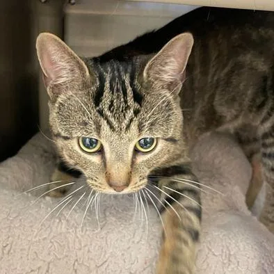 A young large-sized male Gray / Blue / Silver Domestic Short Hair cat named Princeton for adoption in Enfield, NH