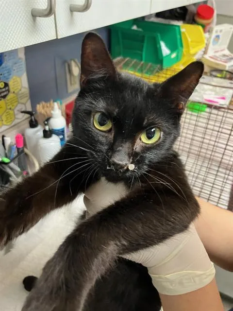 An adult medium-sized female Domestic Short Hair cat named Jane for adoption in Jacksonville, FL