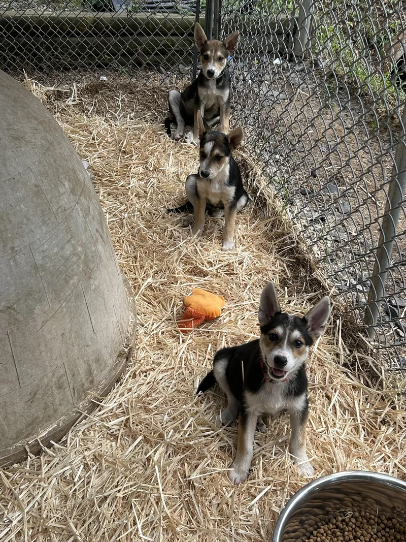 A young large-sized female Tricolor (Brown, Black, & White) German Shepherd Dog dog named Razzy for adoption in Texarkana, TX
