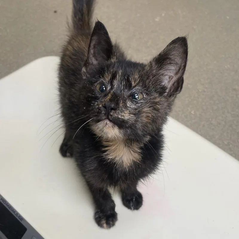 A baby small-sized female Black Domestic Short Hair cat named Mabel for adoption in Lynchburg, VA