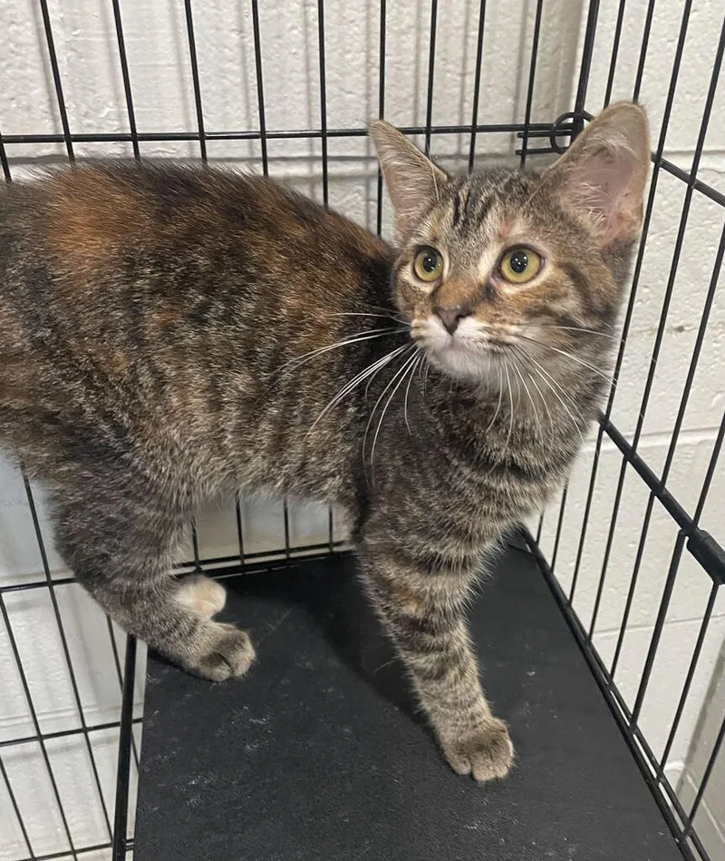 A young medium-sized female Tabby (Buff / Tan / Fawn) Domestic Short Hair cat named Autumn for adoption in Jackson, MI