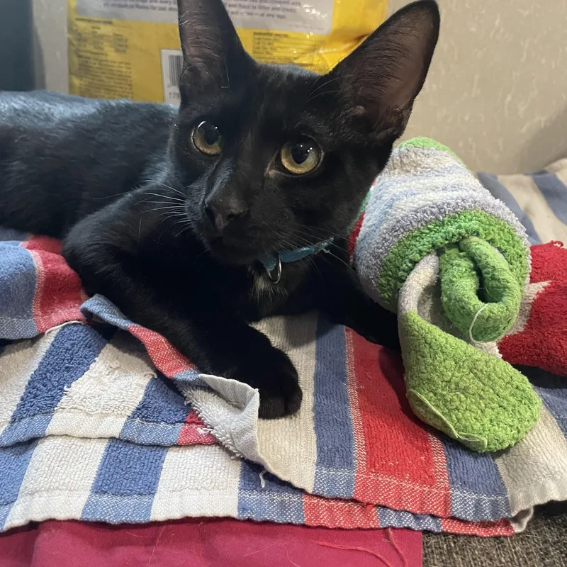 Salem Boy thumbnail 2