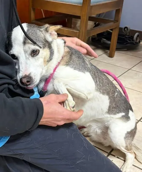 An adult medium-sized female Husky dog named Gladys for adoption in Monticello, NY