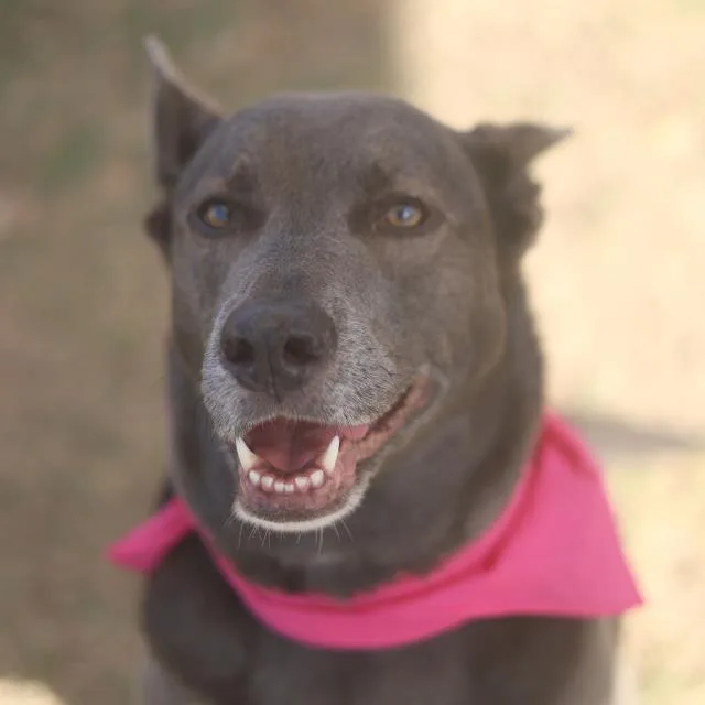 An adult large-sized female Labrador Retriever dog named Diamond for adoption in San Antonio, TX