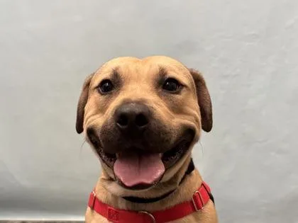 An adult large-sized male Pit Bull Terrier dog named Knox for adoption in Golden Valley, MN