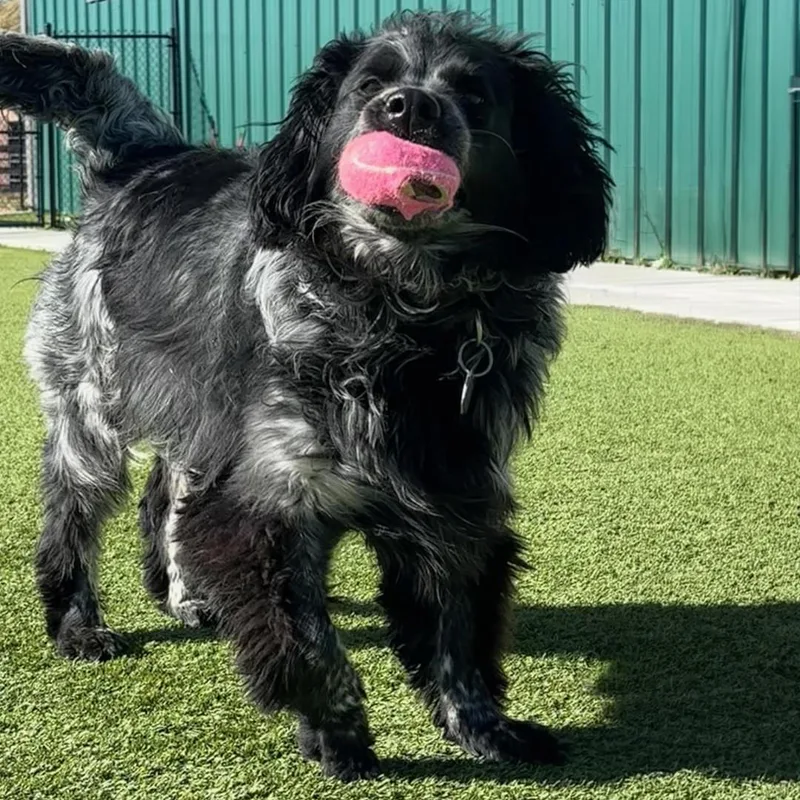An adult medium-sized male Black English Springer Spaniel dog named Panda for adoption in Burbank, CA