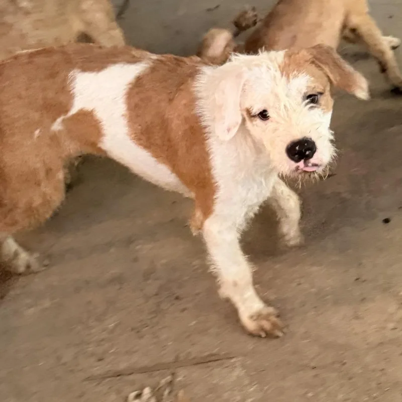 A young medium-sized male Yellow / Tan / Blond / Fawn Mixed Breed dog named King for adoption in Columbus, GA
