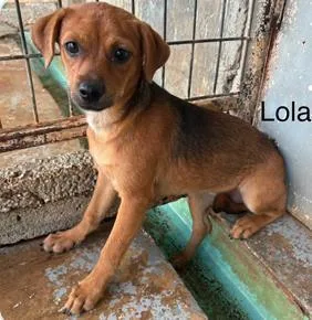 An adult medium-sized female Mixed Breed dog named Lola Bear for adoption in West Chester, PA