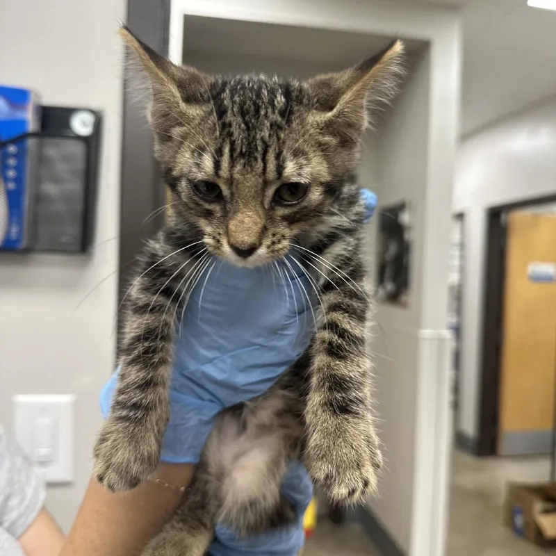 A baby small-sized male Domestic Short Hair cat named Goss for adoption in Columbiana, AL