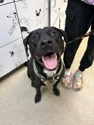 A baby small-sized male Terrier dog named Apollo for adoption in Palm Coast, FL