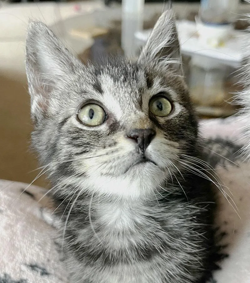 A baby medium-sized male Domestic Short Hair cat named Lumpy for adoption in Ventura, CA