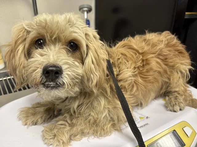 A young small-sized female Cairn Terrier dog named A for adoption in Visalia, CA