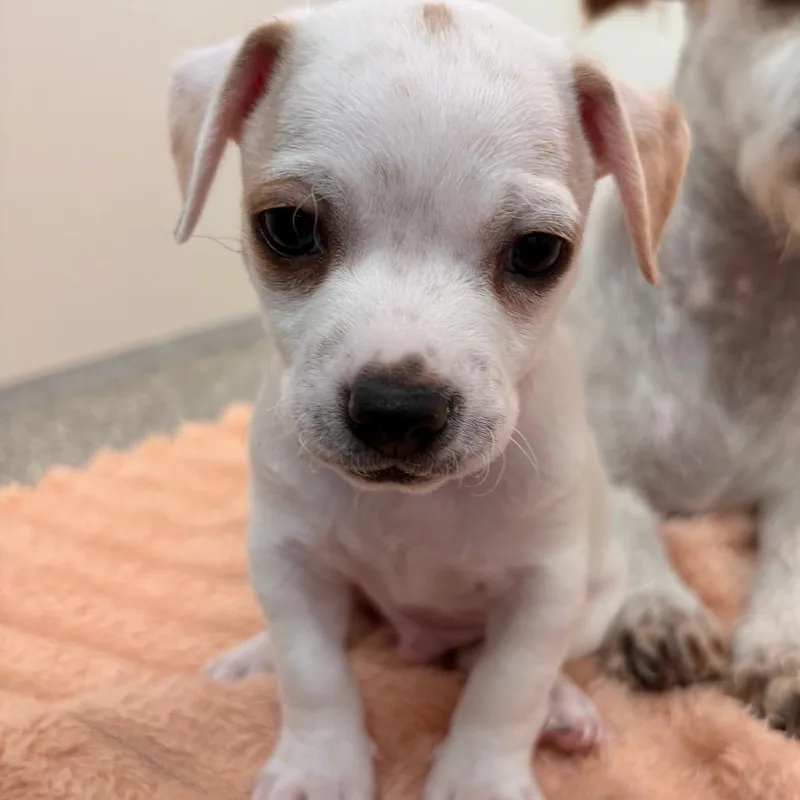 A baby small-sized male White / Cream Pekingese dog named Banket for adoption in Branford, CT