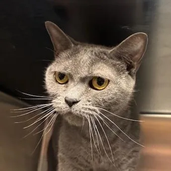 An adult medium-sized female Gray / Blue / Silver Domestic Short Hair cat named Yin for adoption in Braintree, MA