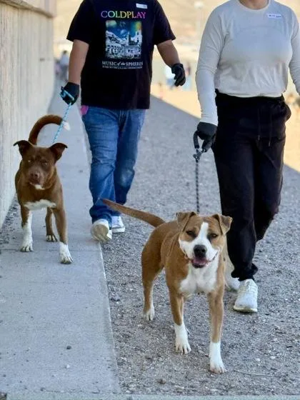 An adult large-sized female Pit Bull Terrier dog named Gloria for adoption in El Paso, TX