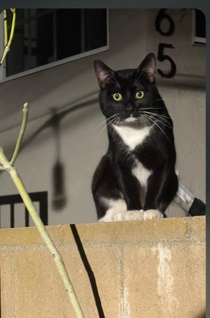 A young medium-sized male Domestic Short Hair cat named Frankie for adoption in San Pedro, CA