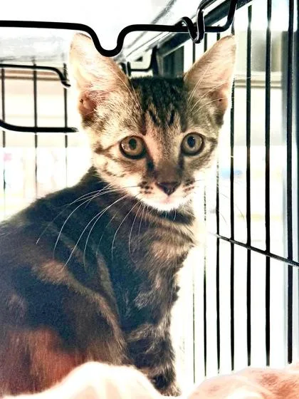 A baby small-sized female Domestic Short Hair cat named Opal for adoption in New Orleans, LA