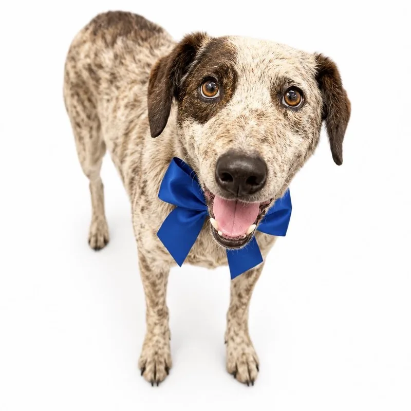 A senior medium-sized male Brown / Chocolate Mixed Breed dog named Chevy for adoption in Columbiana, AL