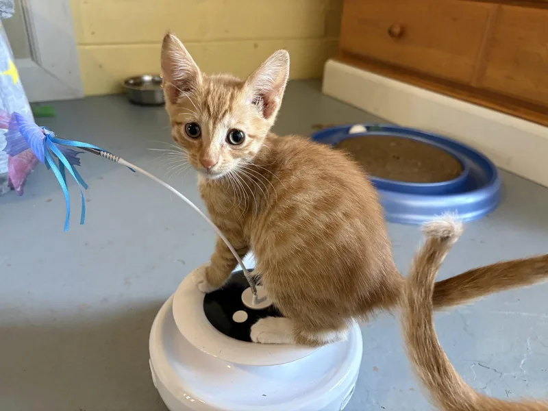 Nala thumbnail 2