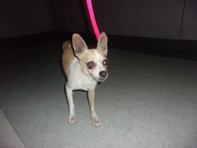 A senior small-sized male Chihuahua dog named Mack for adoption in Van Nuys, CA
