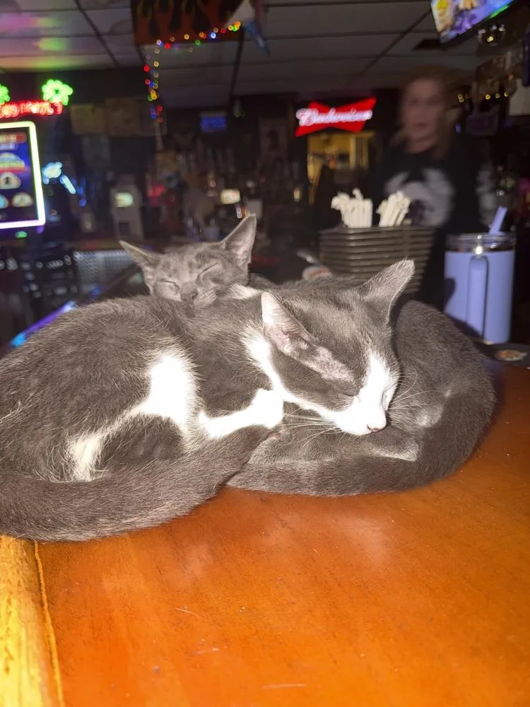 Bourbon And Whiskey