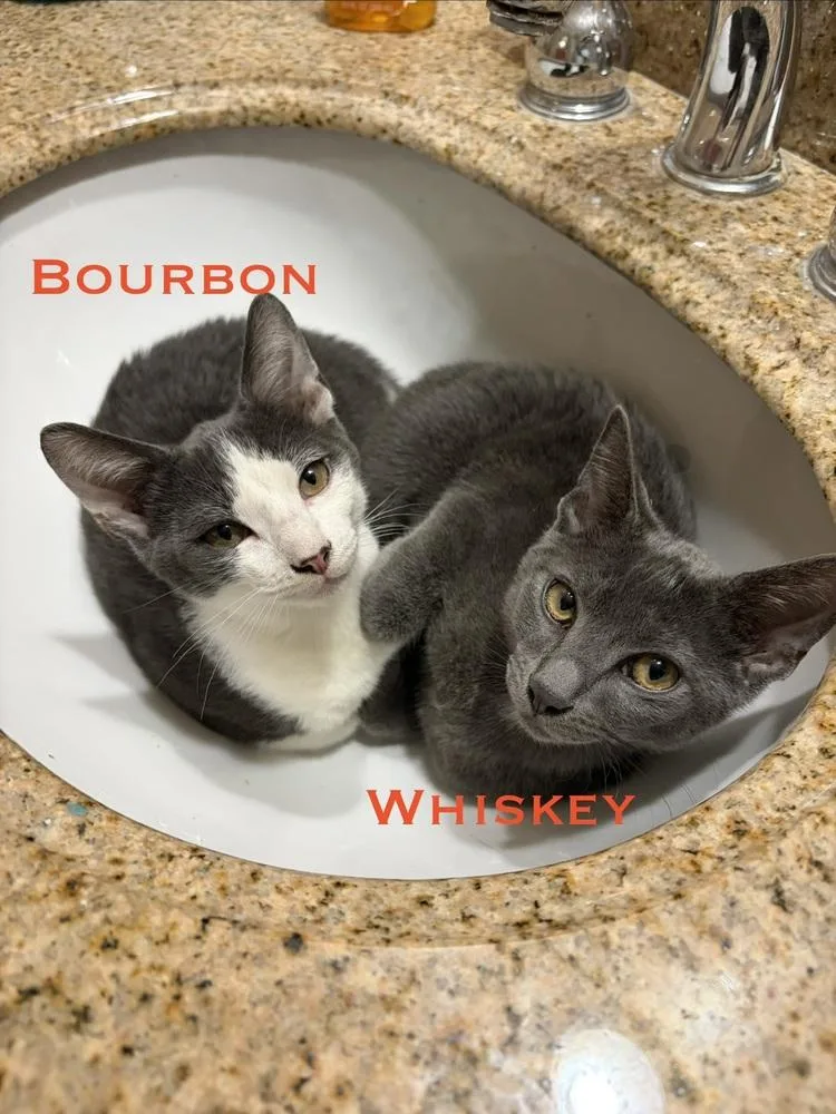 Bourbon And Whiskey thumbnail 2