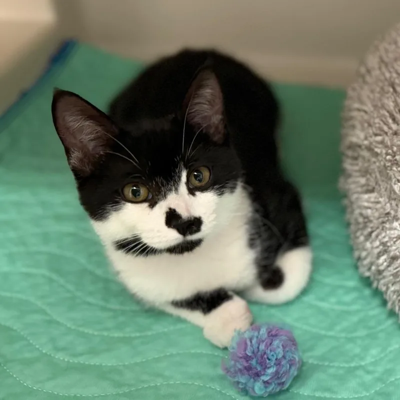 A baby small-sized female Black Domestic Short Hair cat named Christina for adoption in Sarasota, FL