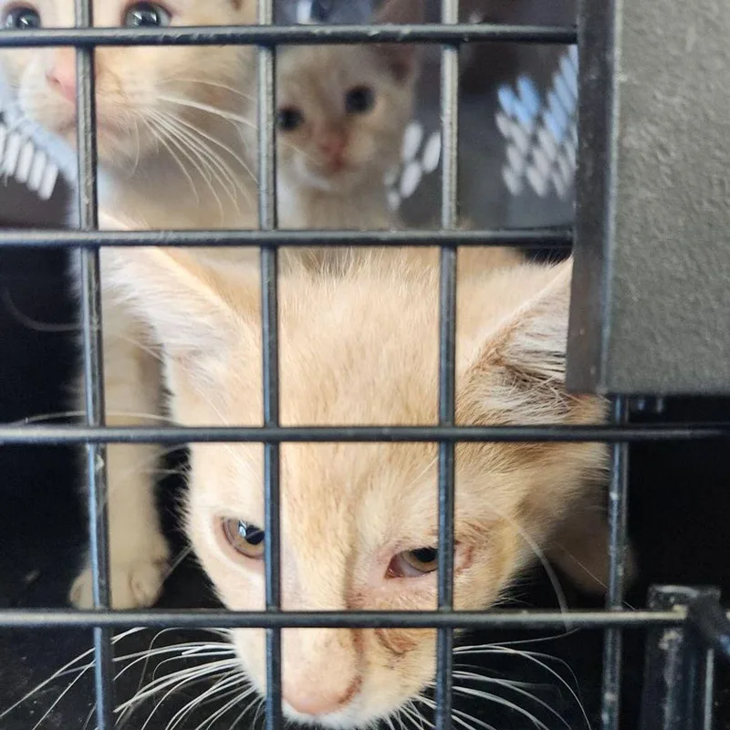 A young small-sized male Domestic Short Hair cat named Cinder for adoption in Kingman, AZ