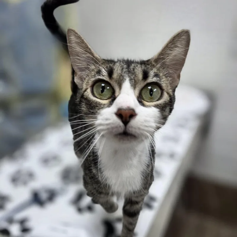A young medium-sized female Brown / Chocolate Domestic Short Hair cat named Myth for adoption in Incline Village, NV