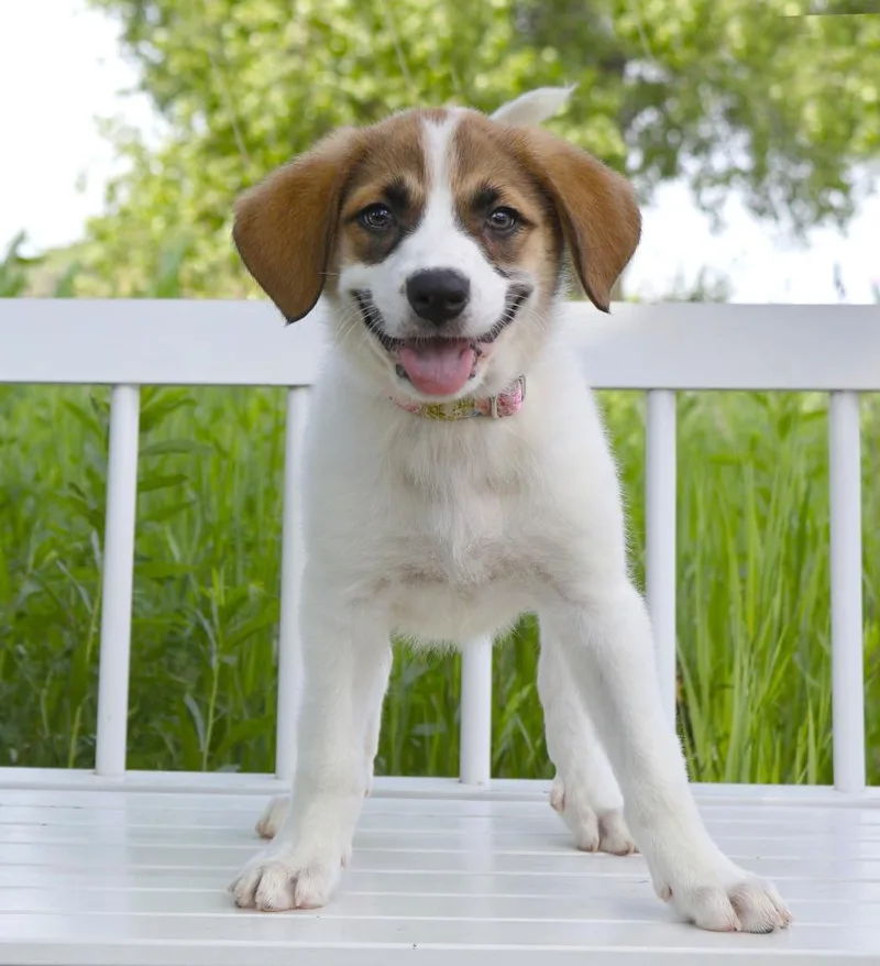 A baby medium-sized female Great Pyrenees dog named Classic Authors Litter for adoption in Savage, MN