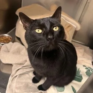 An adult medium-sized female Domestic Short Hair cat named Pat for adoption in Worcester, MA