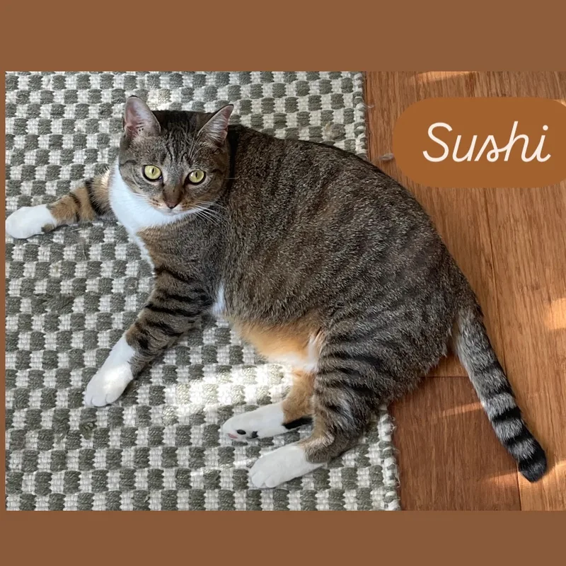 Sushi thumbnail 5