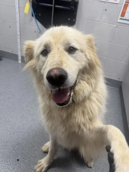 An adult extra large-sized female Great Pyrenees dog named Kali for adoption in Sevierville, TN