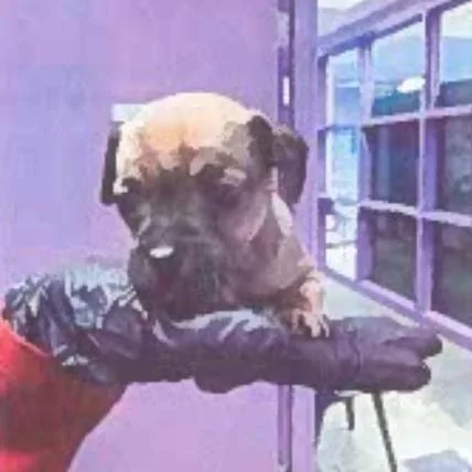 A baby small-sized female Yellow / Tan / Blond / Fawn Pug dog named Blair for adoption in Tacoma, WA