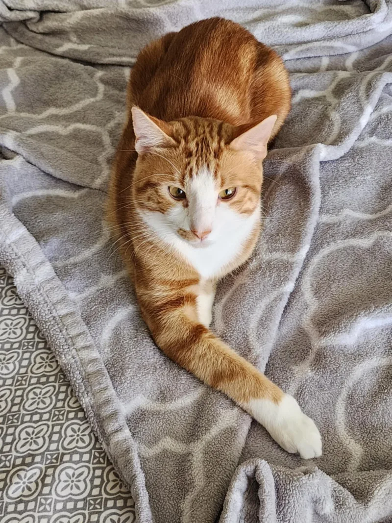 A young large-sized male Tabby cat named Rhett for adoption in Parker, TX