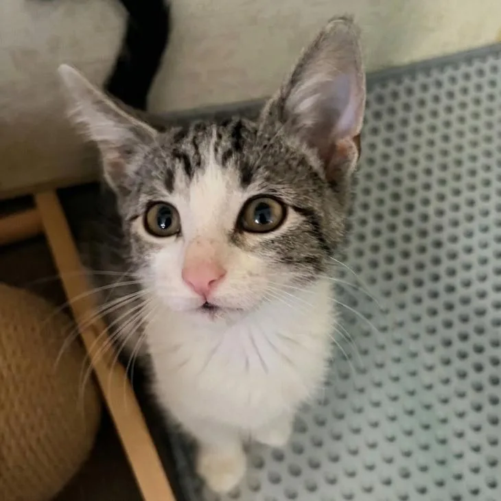 A baby small-sized female Domestic Short Hair cat named Roxie for adoption in Prairie du Chien, WI