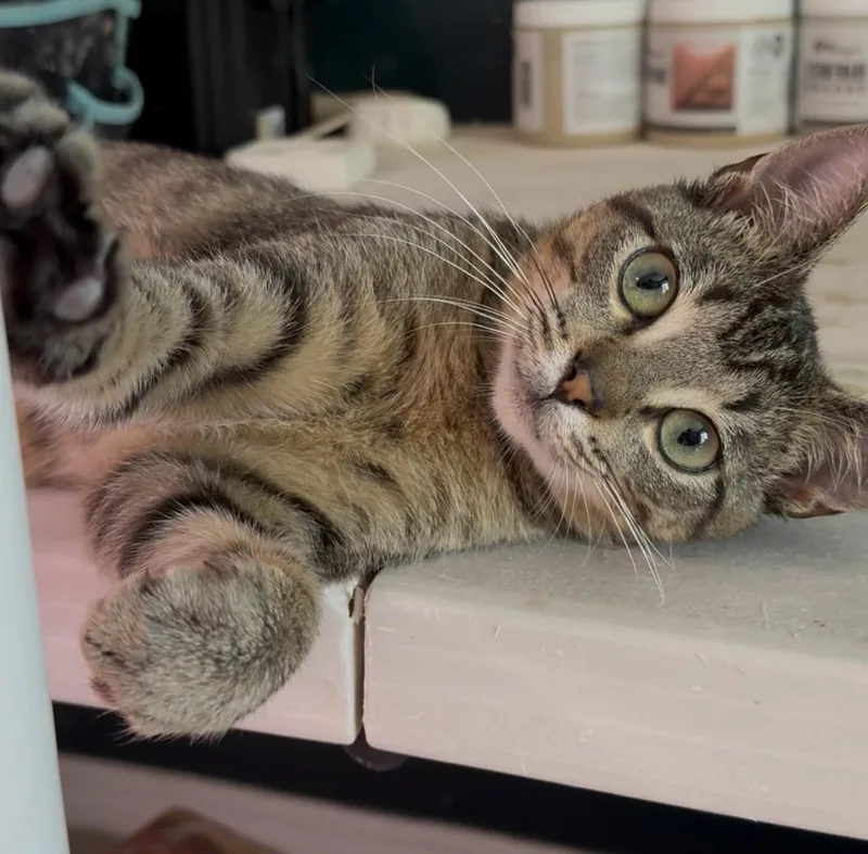 A young medium-sized male Tabby (Gray / Blue / Silver) American Shorthair cat named Pip for adoption in Milton, FL