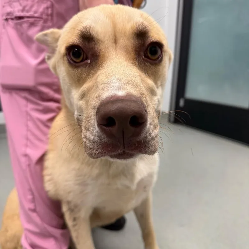 A young medium-sized female Yellow / Tan / Blond / Fawn Shepherd dog named Sassy for adoption in Abilene, TX