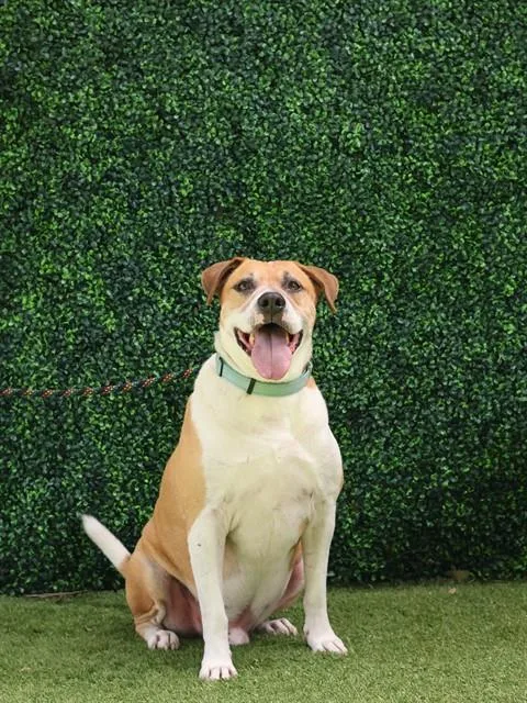 A senior large-sized male Hound dog named Prescot for adoption in Naples, FL